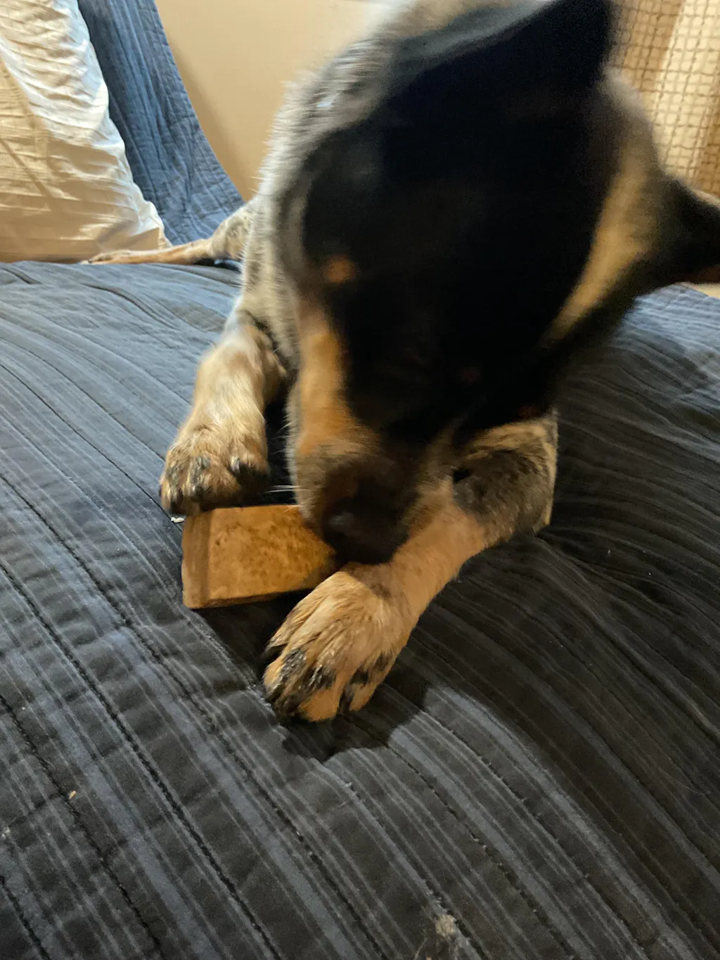 One POUND Moose Antler Dog Chew Bargain Box