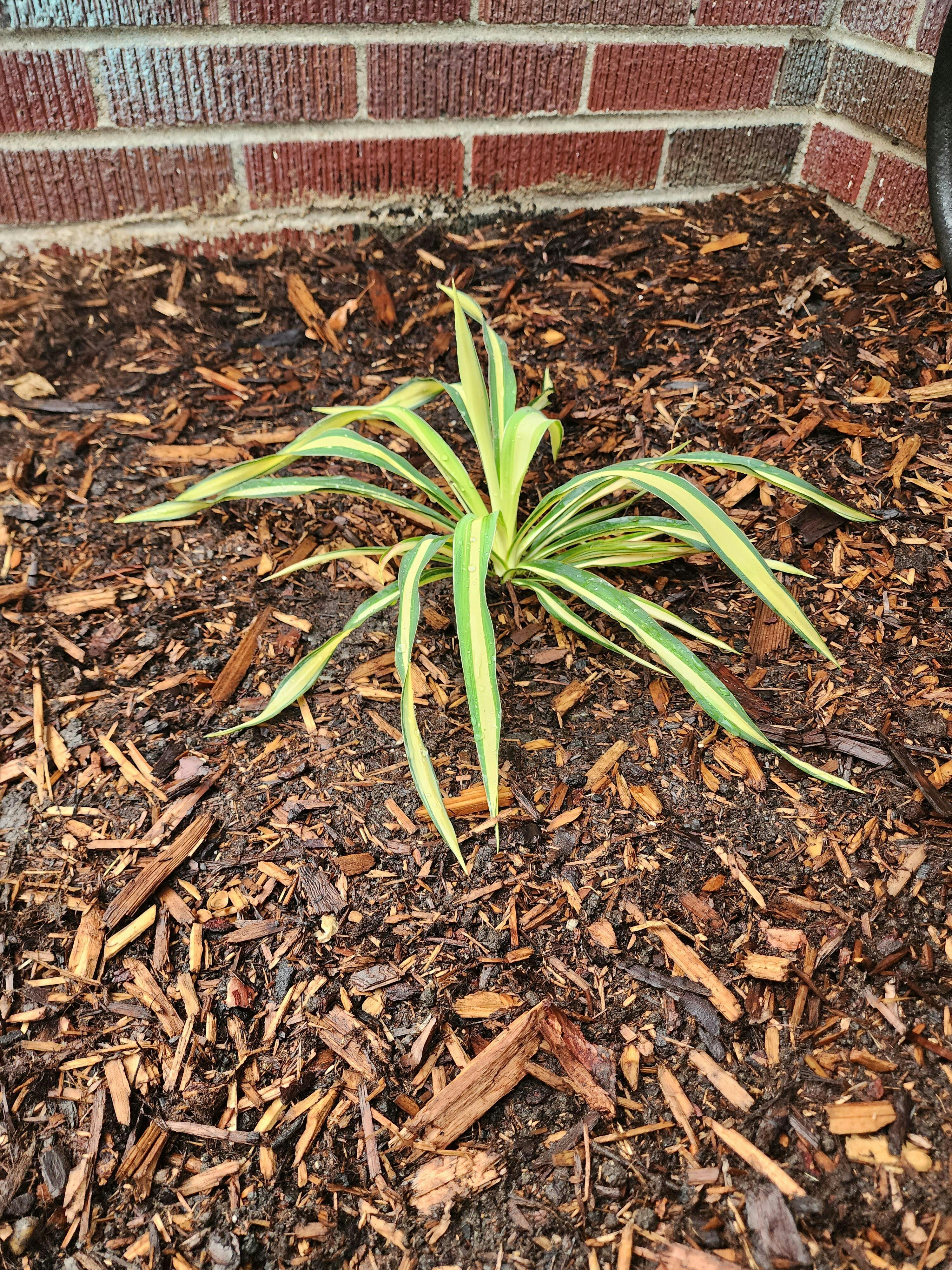 Yucca filamentosa 'Color Guard' | Adam's Needle – Almanac Planting Co