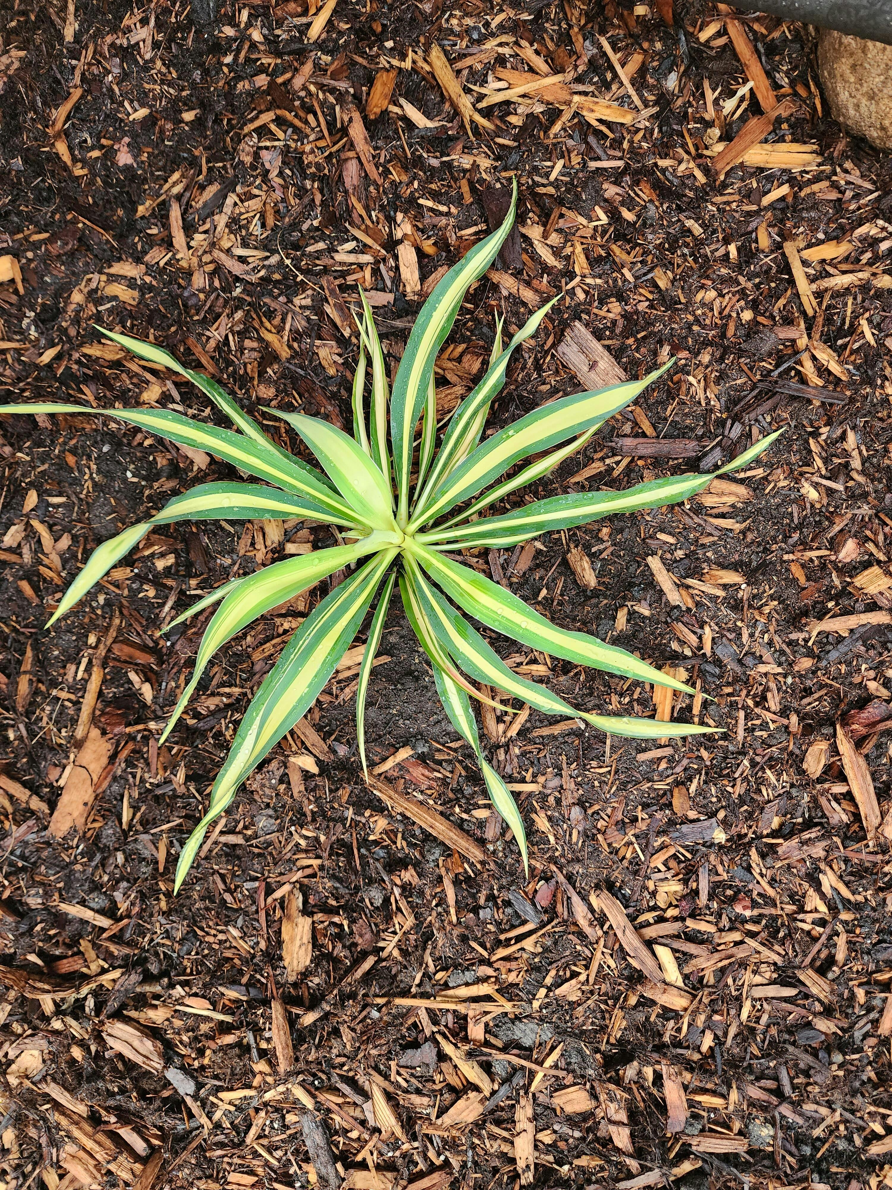 Yucca filamentosa 'Color Guard' | Adam's Needle – Almanac Planting Co