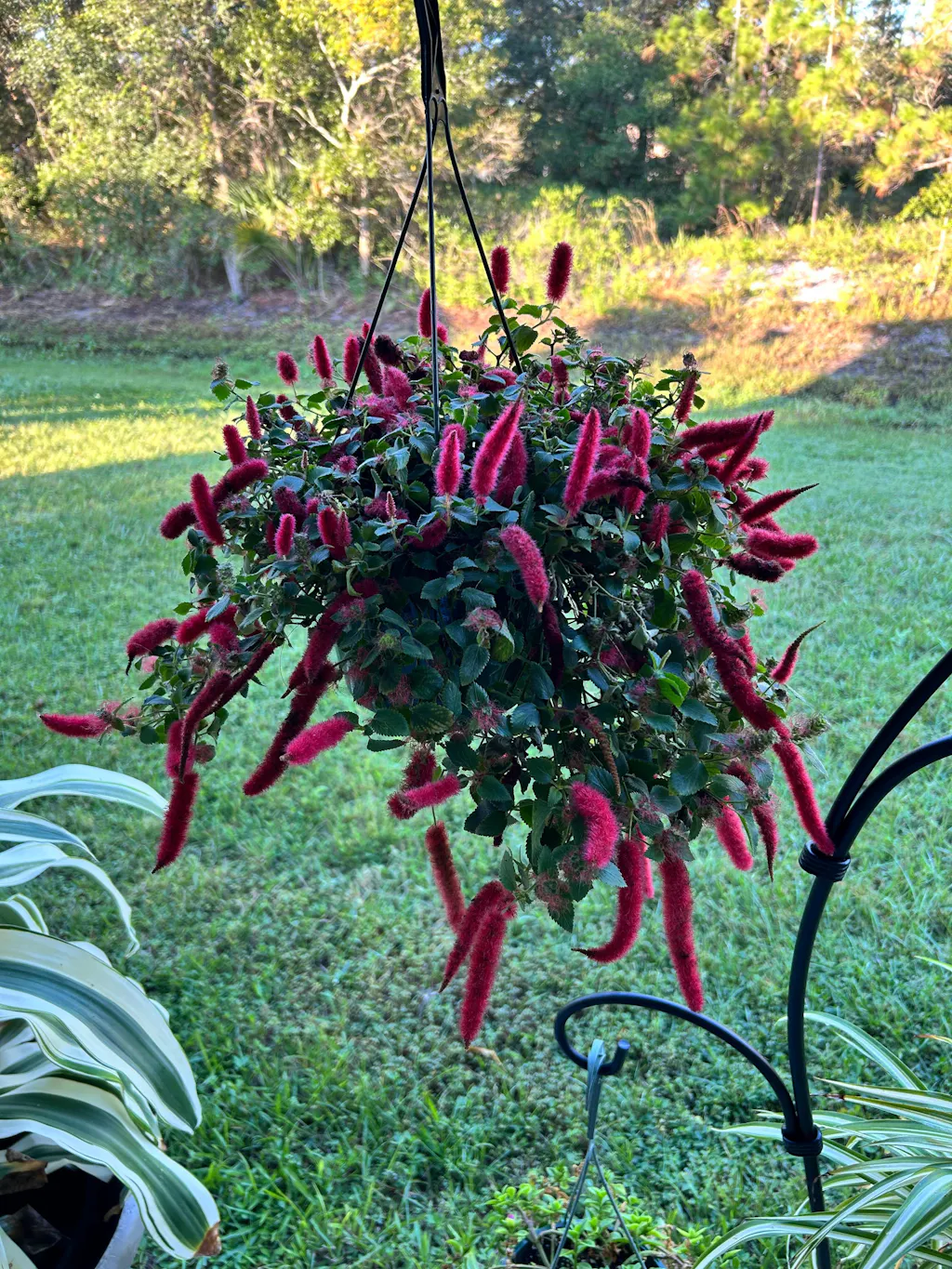 Chenille Plant 'Firetail' | Acalypha pendula for Sale  Almanac Planting Co