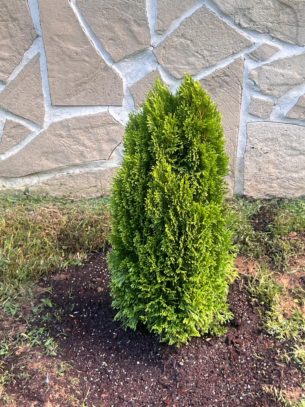 Emerald Petite Arborvitae | Thuja occidentalis 'Thusid4'  Almanac Planting  Co