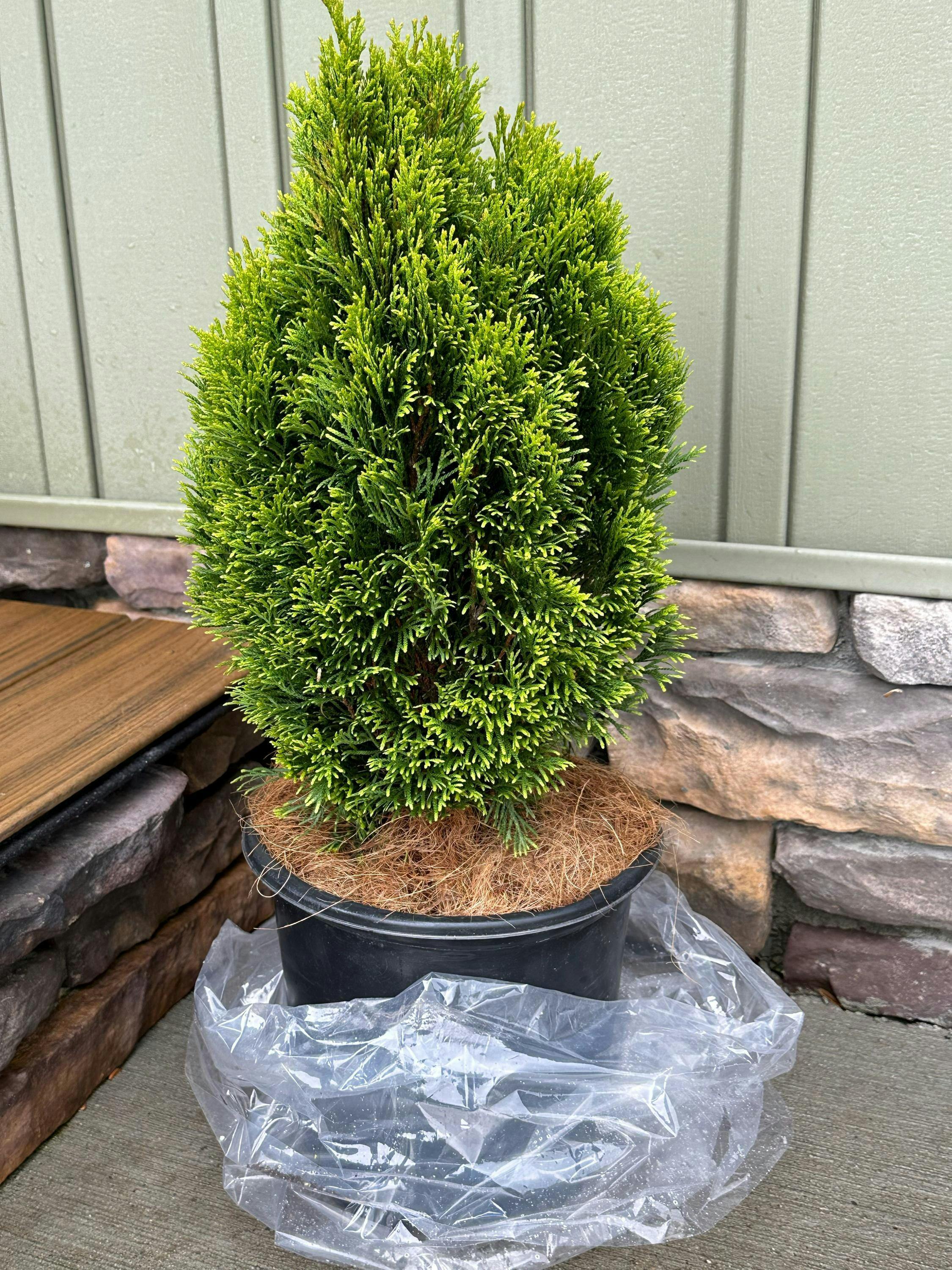 Emerald Petite Arborvitae | Thuja occidentalis 'Thusid4' – Almanac