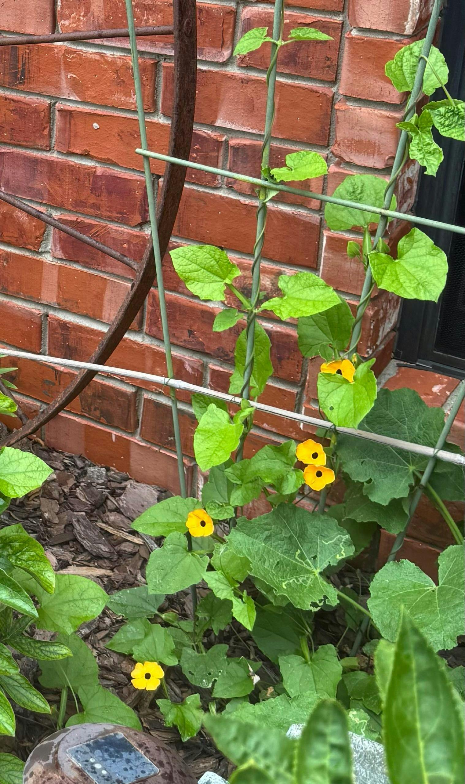 Black Eyed Susan Vine | Thunbergia alata – Almanac Planting Co
