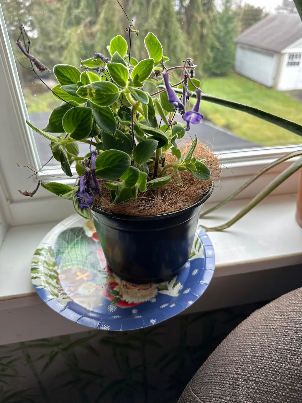 Streptocarpella | False African Violet  Almanac Planting Co