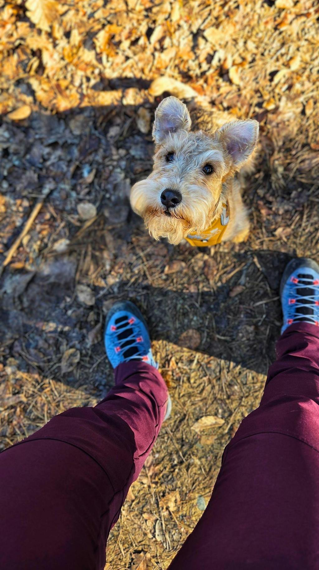 Altitude Pants Aubergine