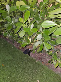 2 Pack 3CCT+DIM 54-LEDs Solar Landscape Spotlights Outdoor Wall Night Light IP65