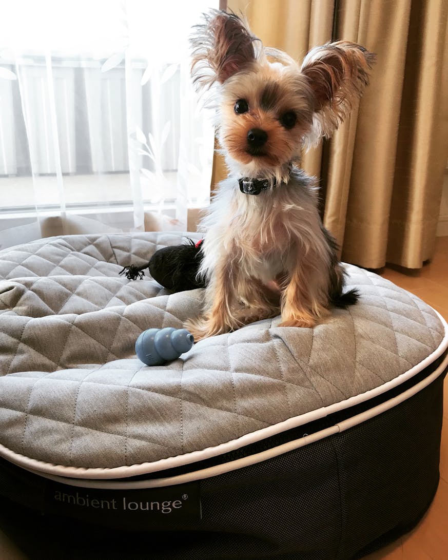 愛犬たちのプレミアムペットラウンジ 愛犬たちのプレミアムペットラウンジ