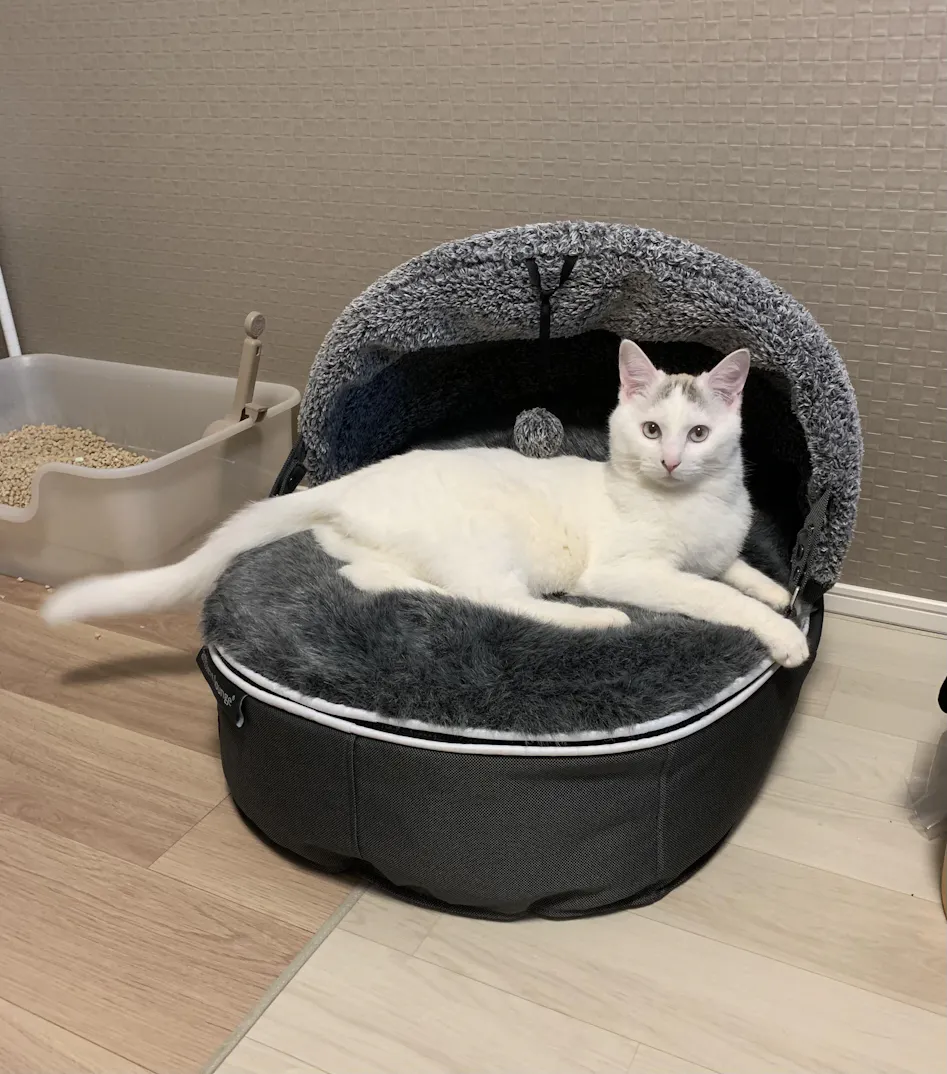 猫ベッド 撥水性に優れたペットラウンジ アンビエントラウンジ 猫ベッド 撥水性に優れたペットラウンジ アンビエントラウンジ
