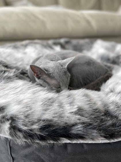 猫ベッド 撥水性に優れたペットラウンジ アンビエントラウンジ