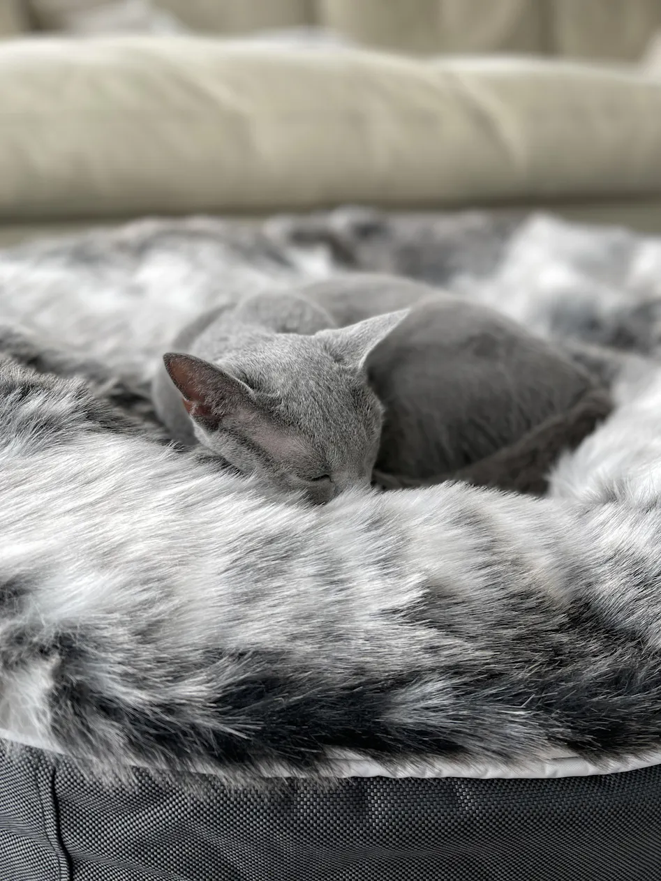 猫ベッド 撥水性に優れたペットラウンジ アンビエントラウンジ 猫ベッド 撥水性に優れたペットラウンジ アンビエントラウンジ