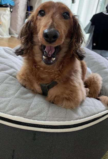 ambient lounge ペットラウンジM &カバー2枚セット ambient lounge ペットラウンジM &カバー2枚セット