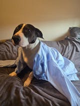 Issued German Blue Service Shirt