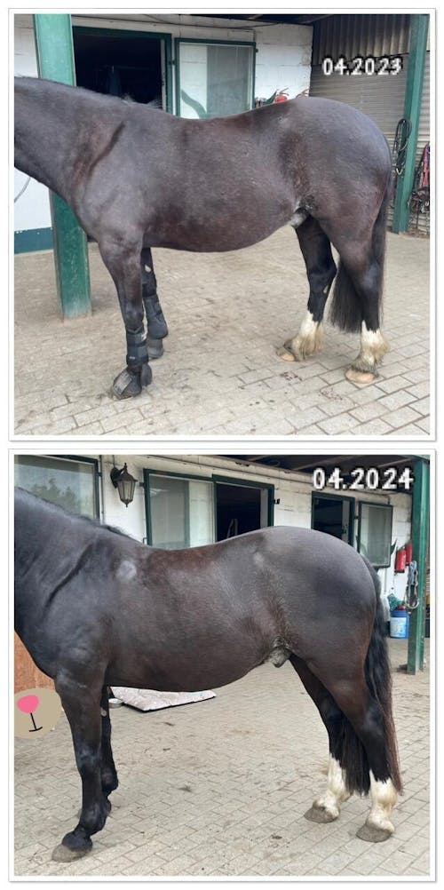 Amino Horse