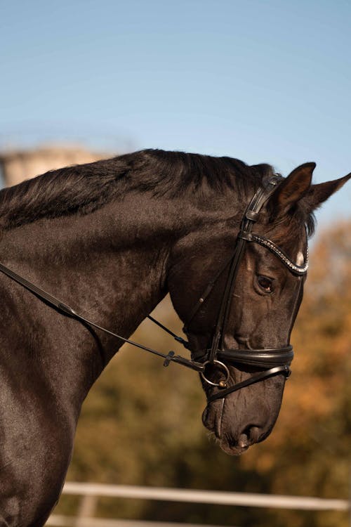 Amino Horse