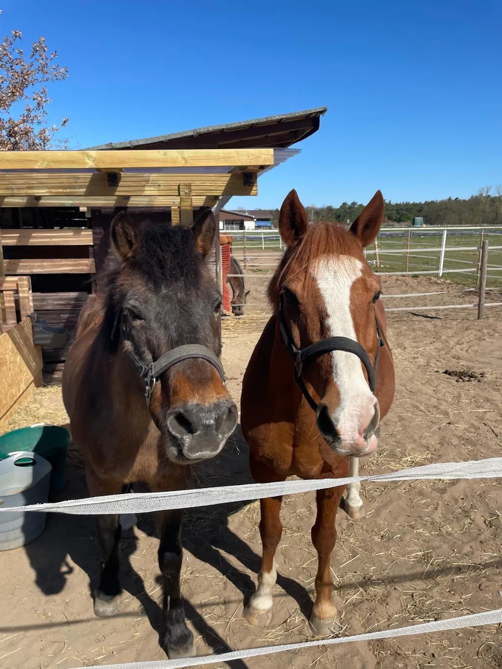 Aminosäuren Basismix 2.000g