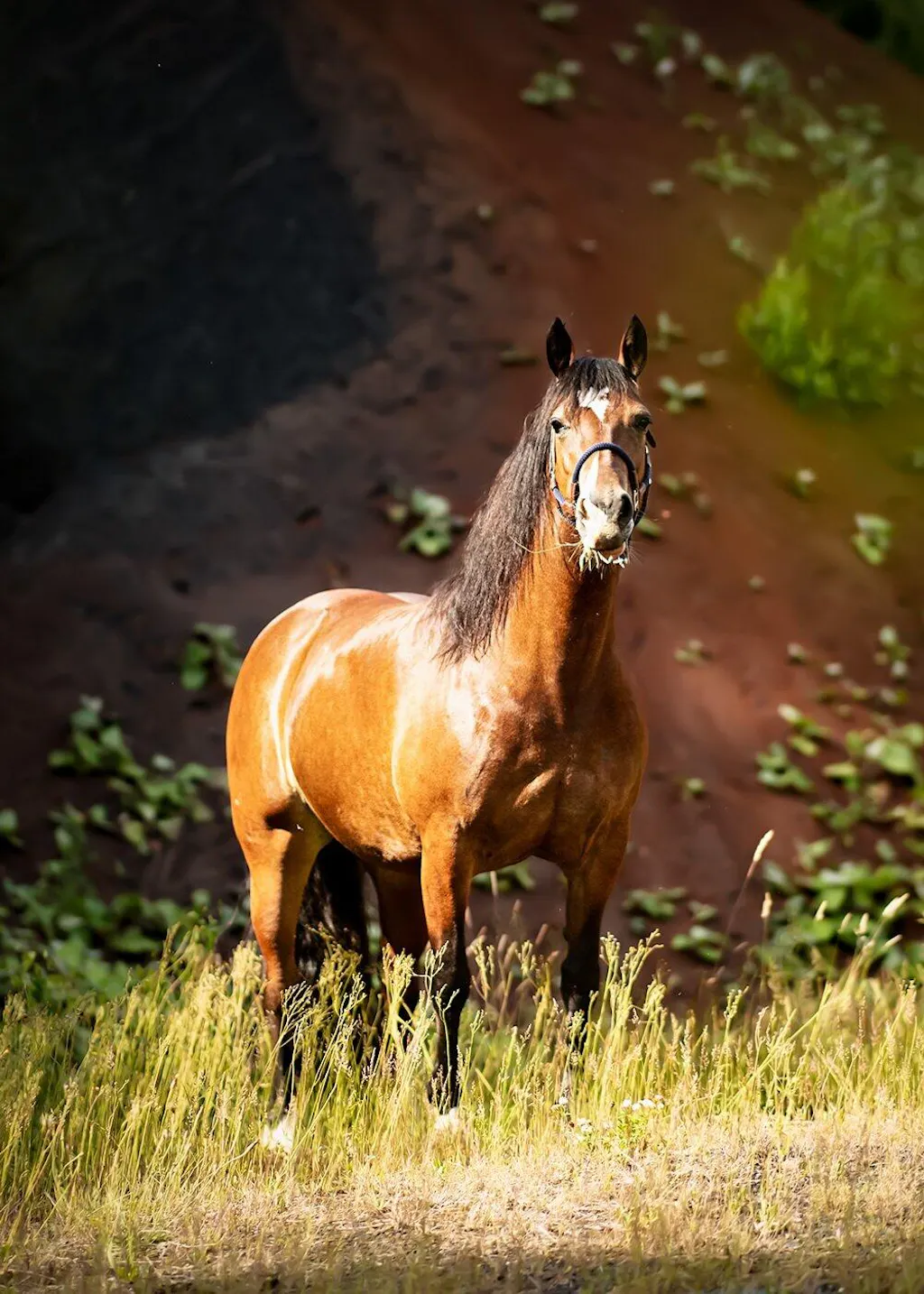 Aminosäuren Basismix 2.000g