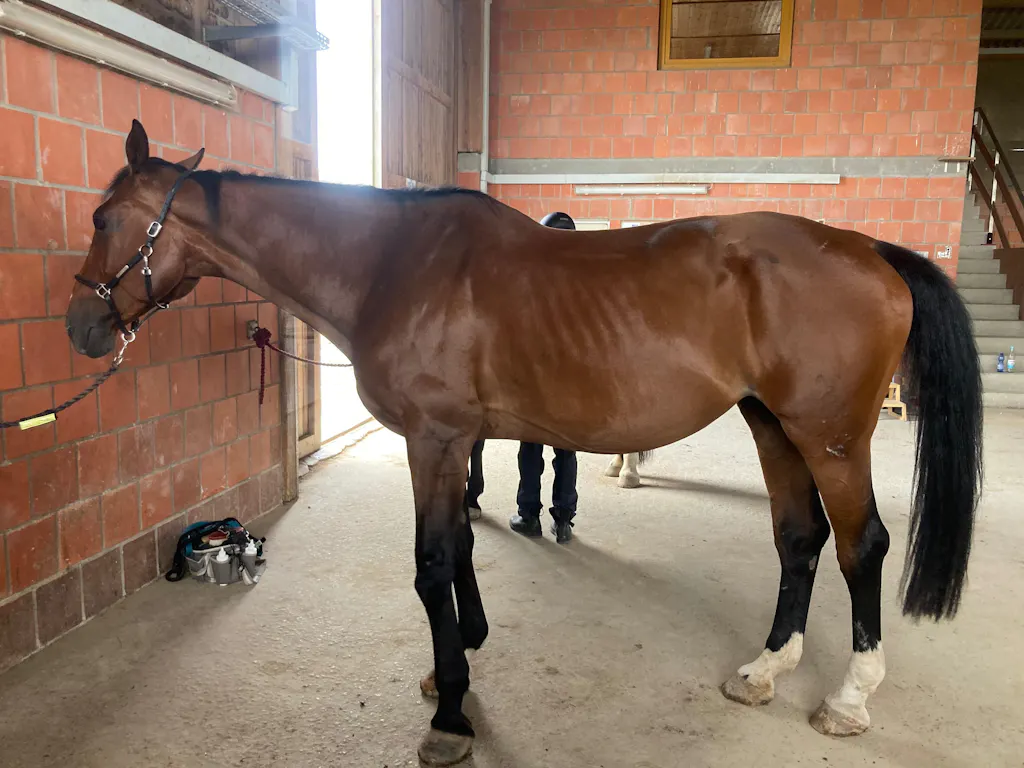 Aminosäuren Basismix 650g Monatspackung