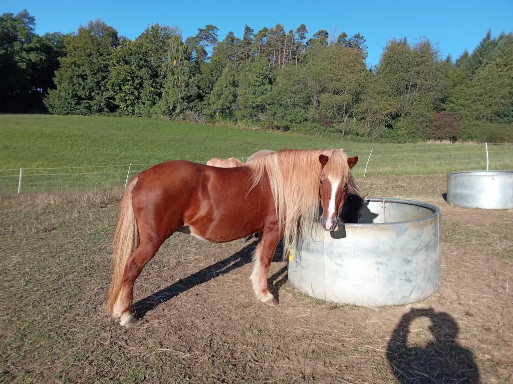 Aminosäuren Basismix 2.000g