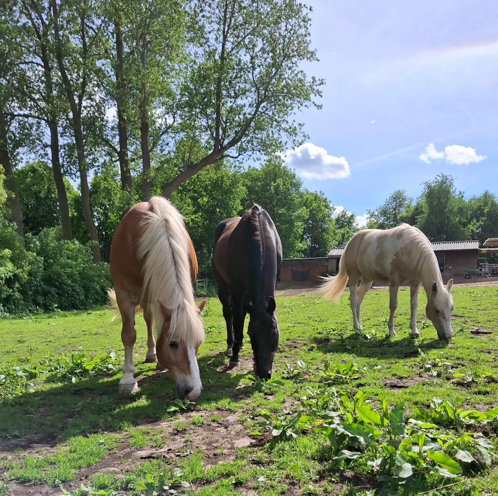 Aminosäuren Vitalmix 1.800g