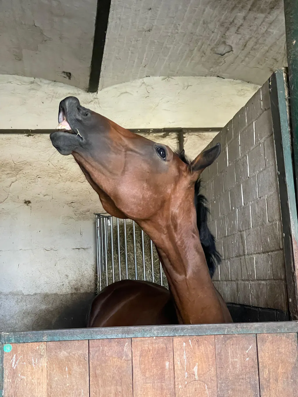 Aminosäuren Basismix 2.000g