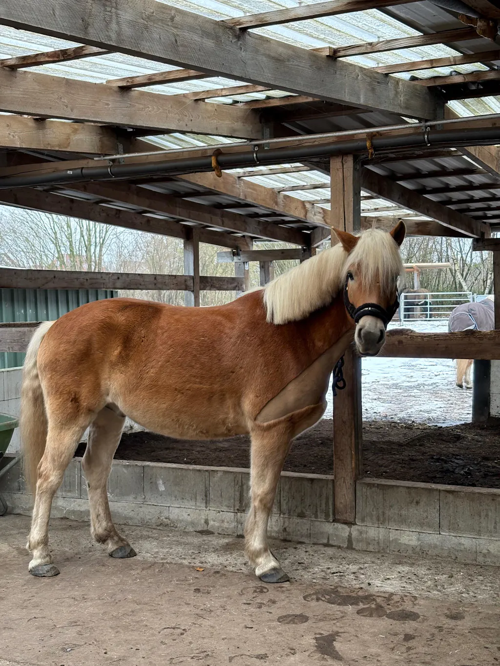 Aminosäuren Basismix 2.000g