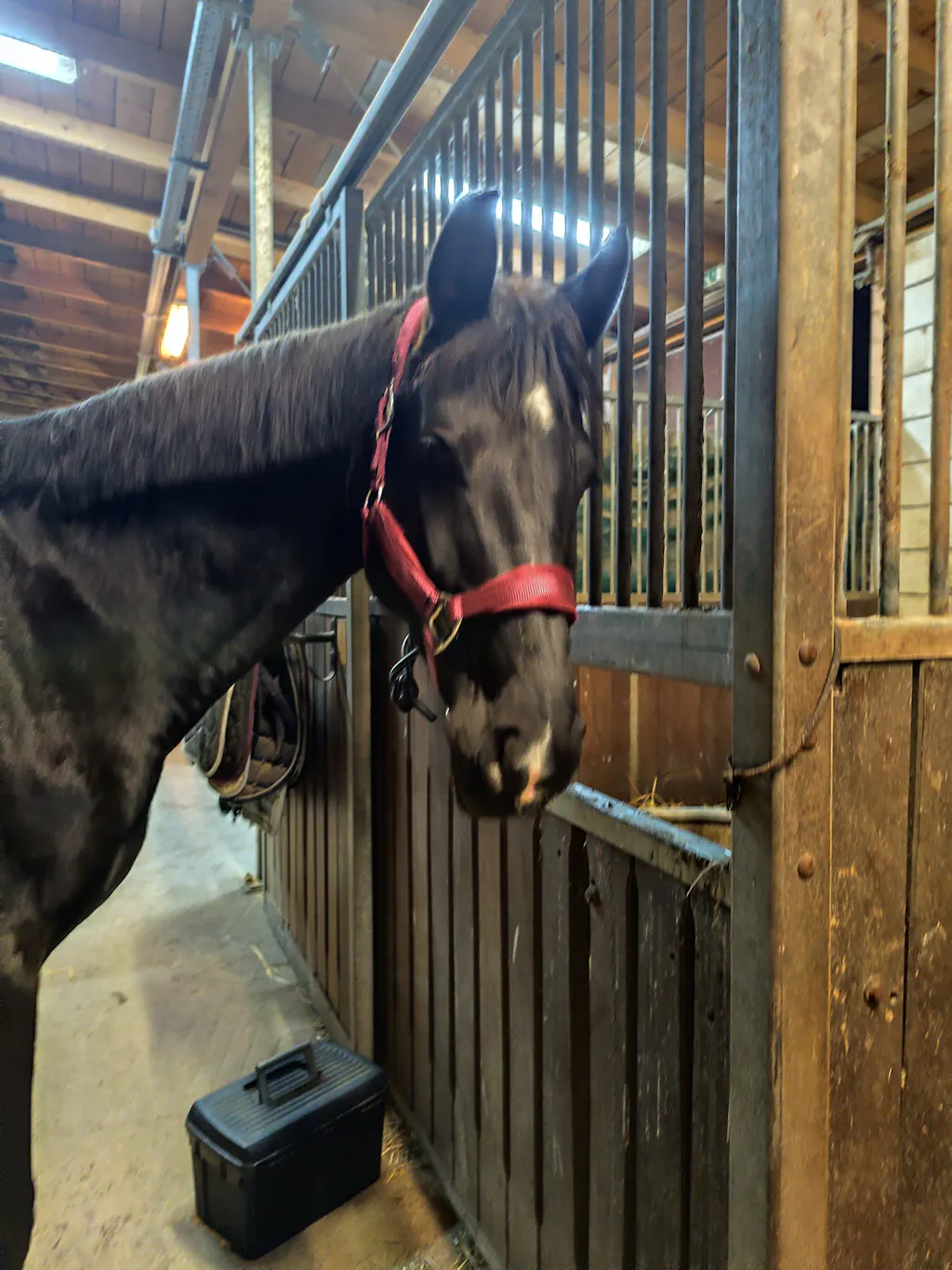 Aminosäuren Basismix 2.000g