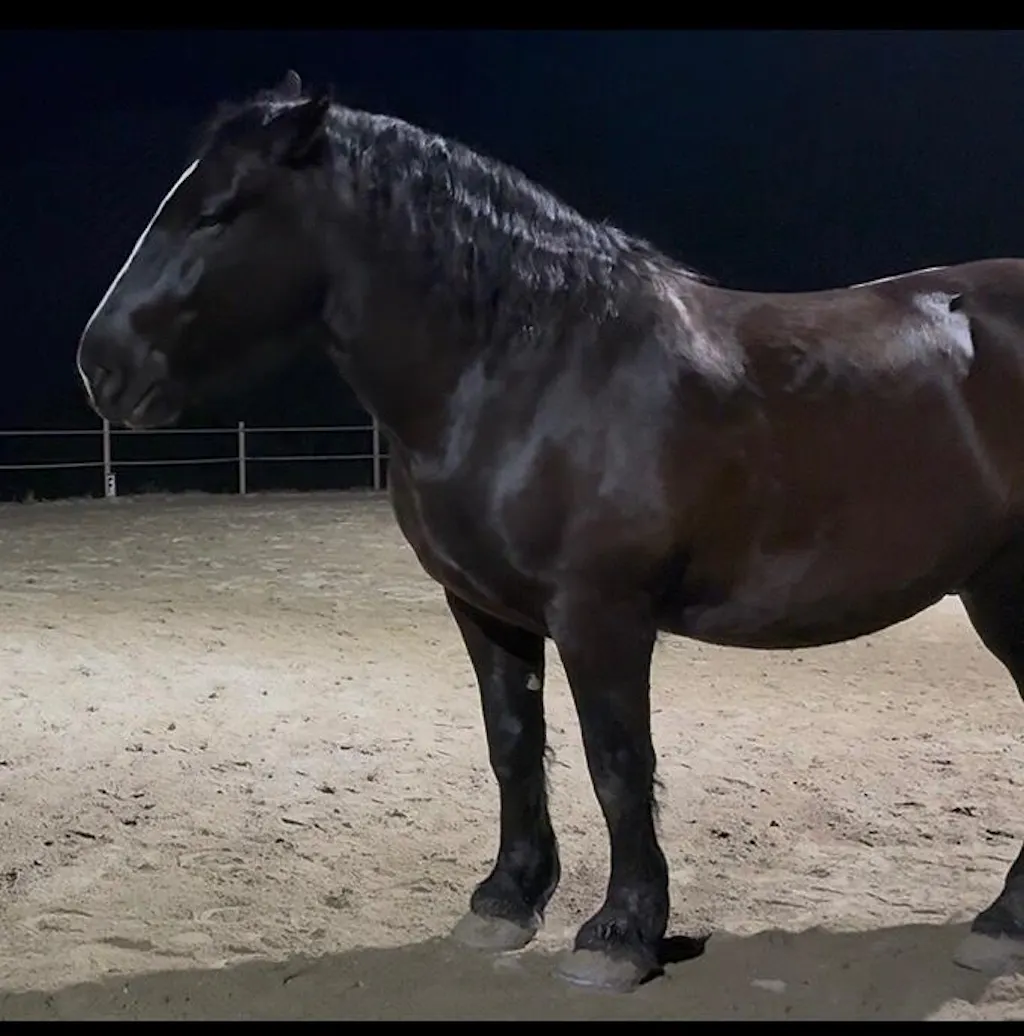 Aminosäuren Vitalmix 1.800g