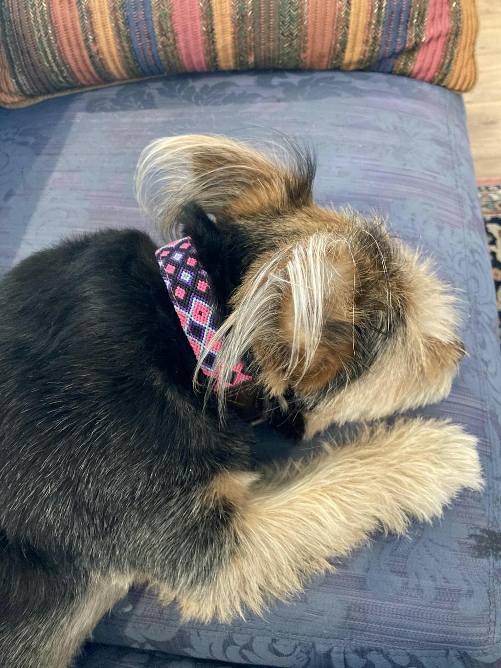 AMOR FEATURED COLLAR PRIMAVERA AMOR Handmade