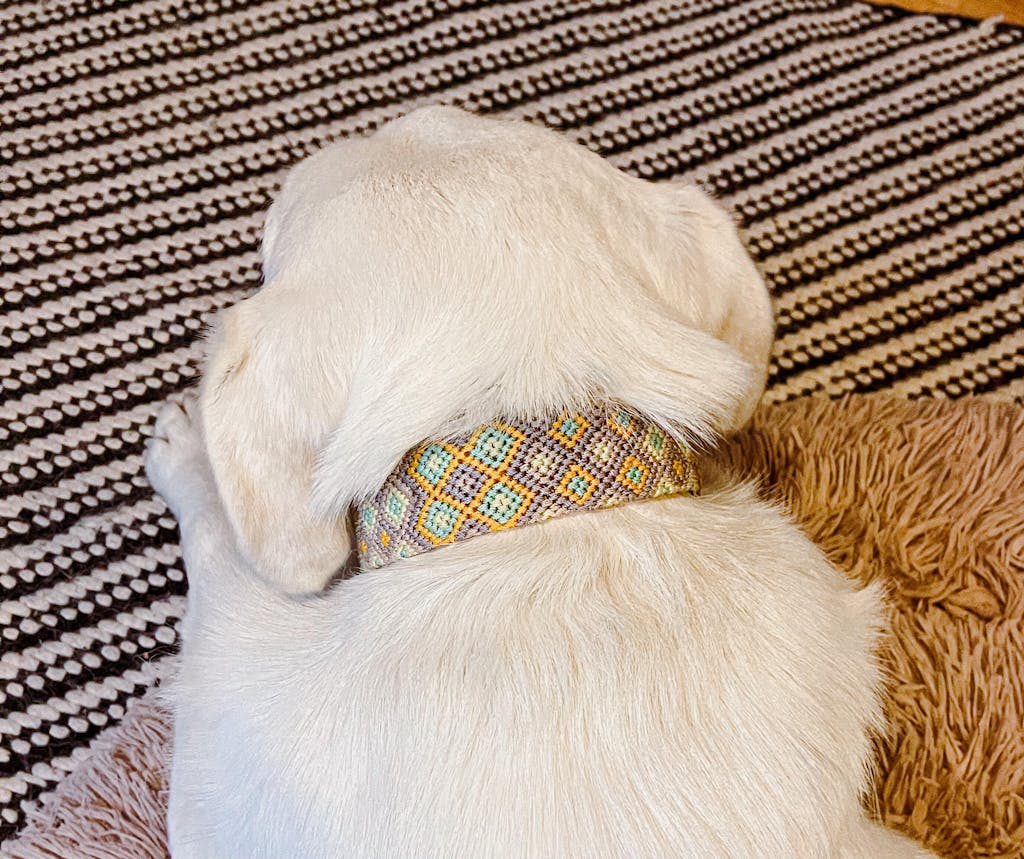 AMOR FEATURED COLLAR PRIMAVERA AMOR Handmade