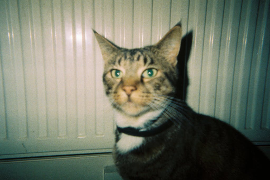 Disposable Camera Development Analogue Wonderland