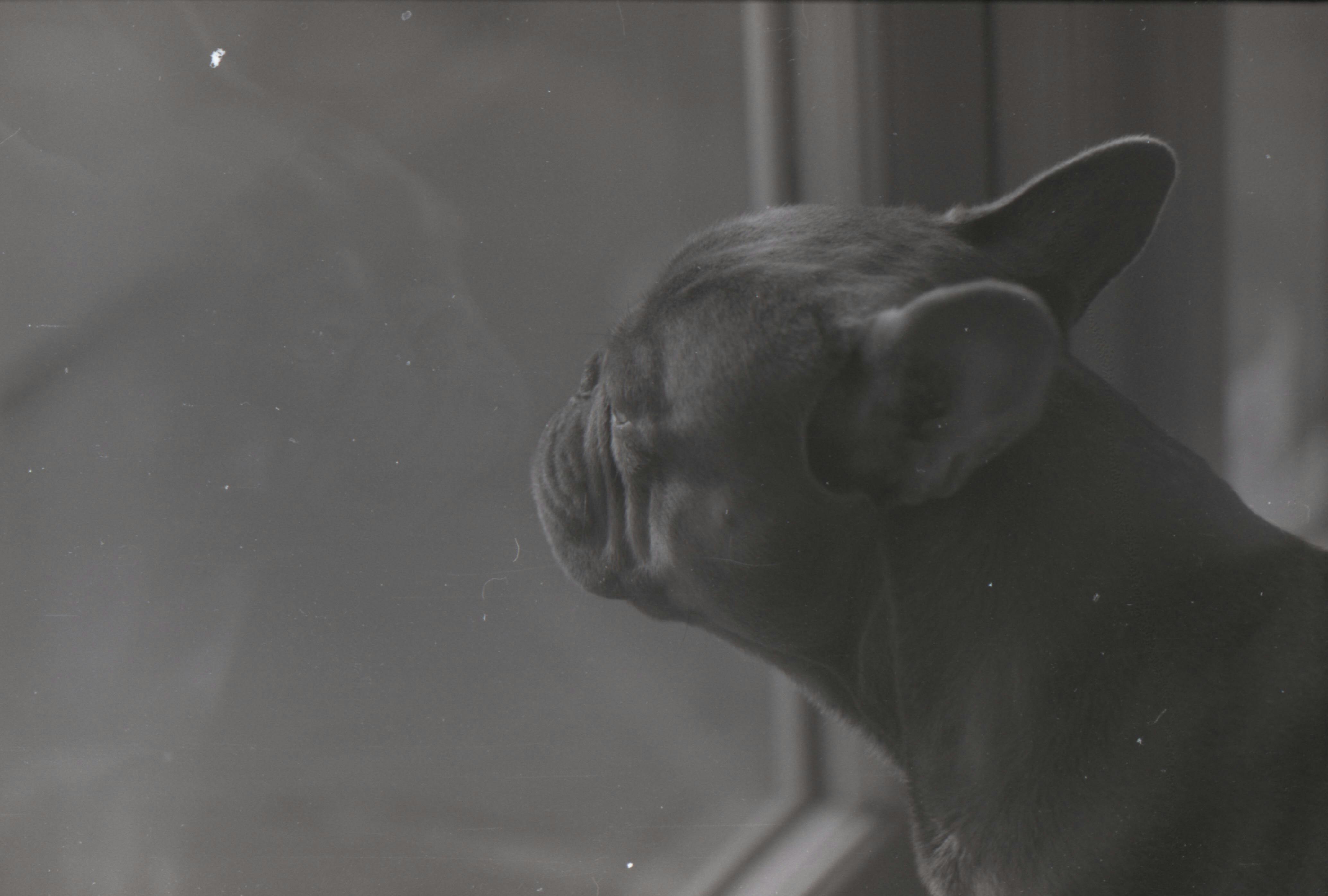 Chimica Sviluppo Foto Fissatore Per Pellicola Ilford Simplicity - Soluzione Per Stampa E Sviluppo Fotografico Fissaggio Pellicola Bianco Nero - Foto 8