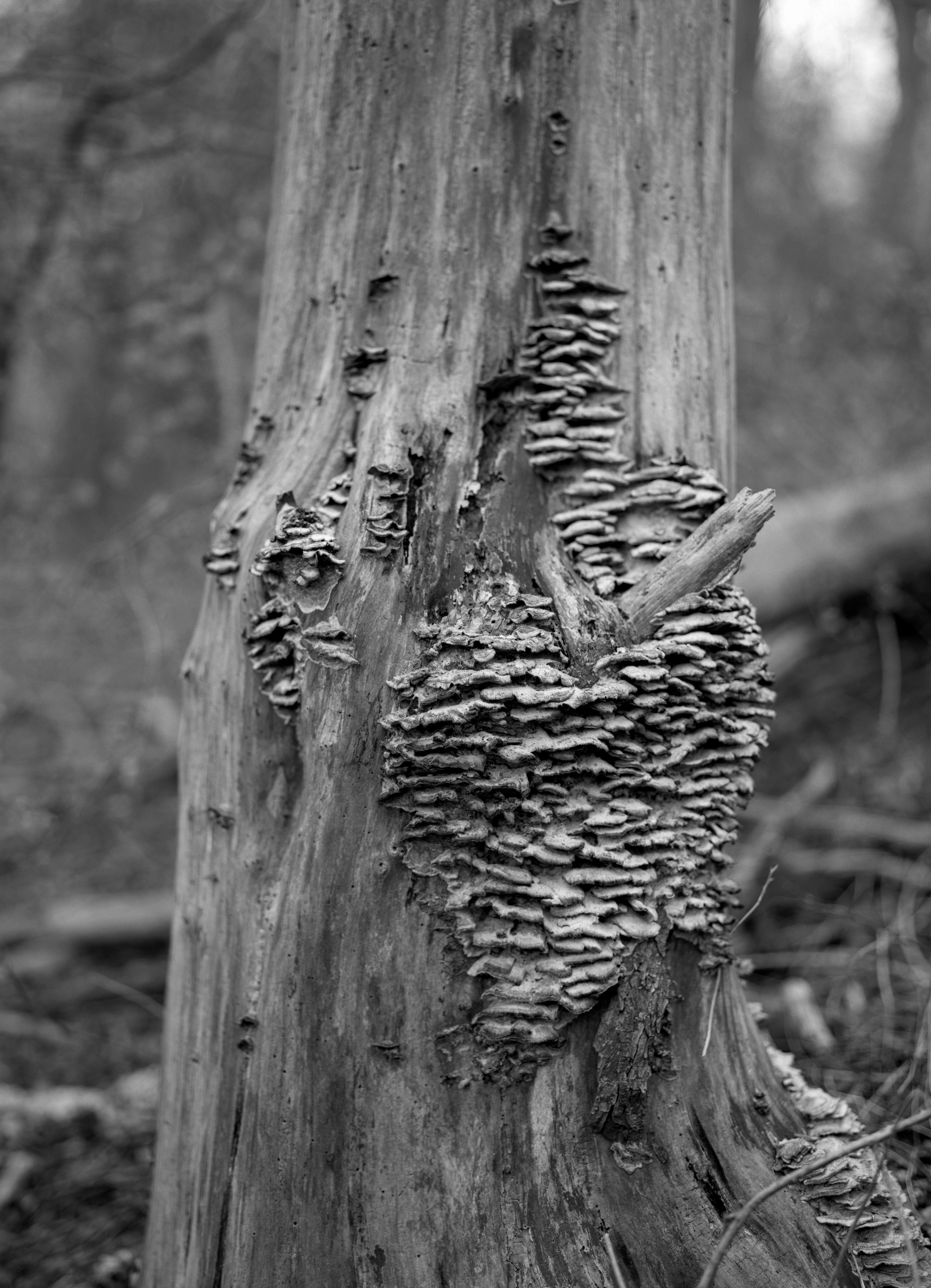 Ilford FP4 Plus - 5x7 Sheet Film - 25 sheets - Analogue Wonderland