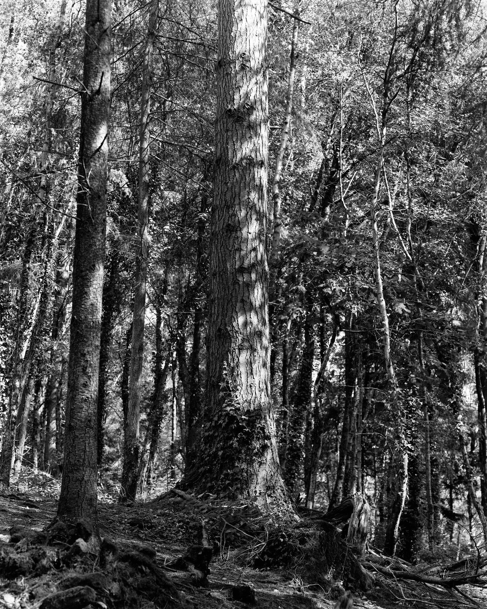 Ilford FP4 Plus - 4x5 Sheet Film - 25 sheets - Analogue Wonderland