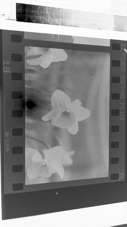 Analogue Wonderland Where To Get 120 Film Developed Ilford Ortho