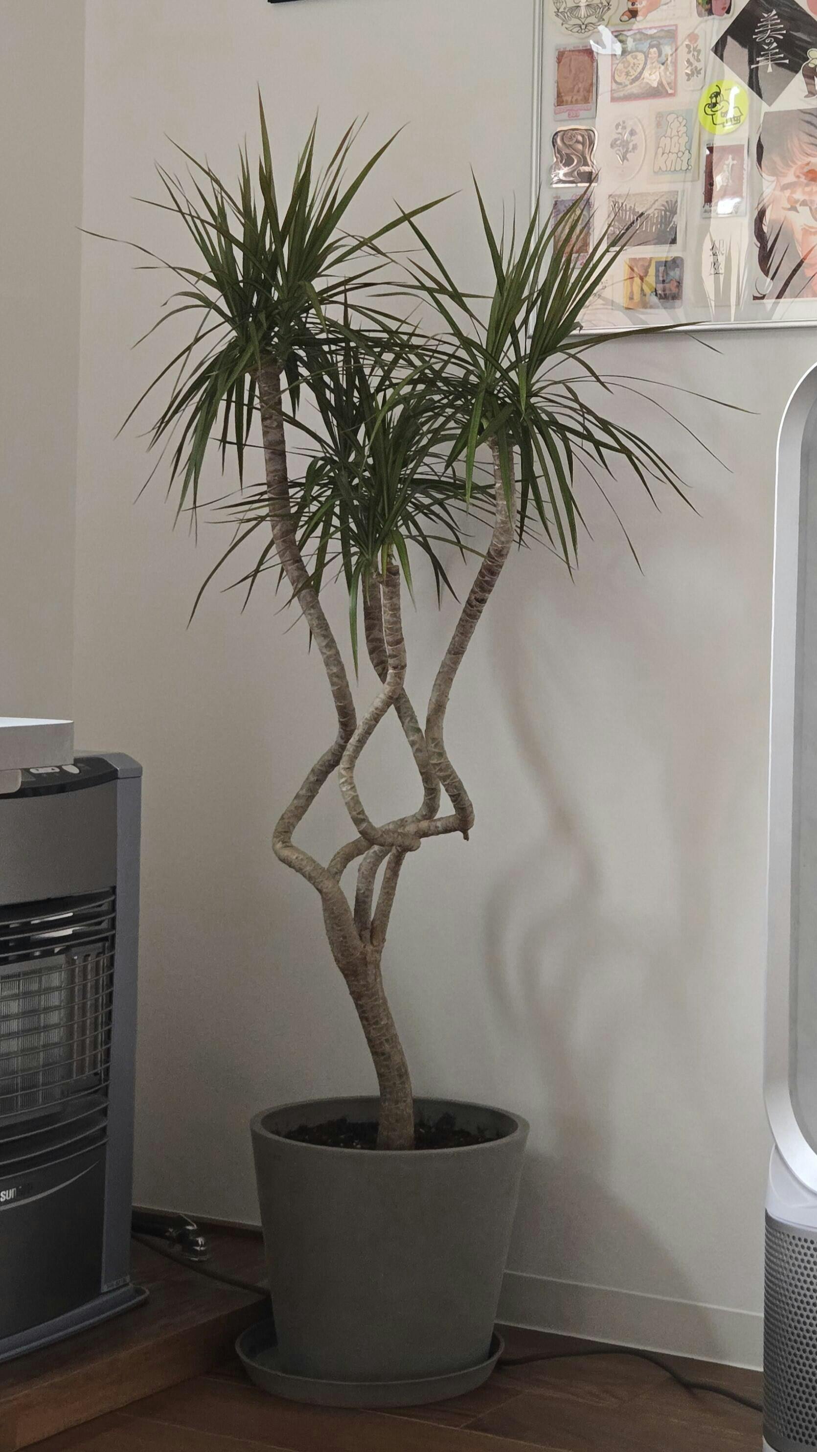 ドラセナ・コンシンネ 龍 L | 観葉植物の通販 AND PLANTS (アンドプランツ)