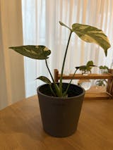 aka•gawa モンステラ71 62斑入　マスターピース モンステラ・タイコンステレーション | 観葉植物の通販 AND
