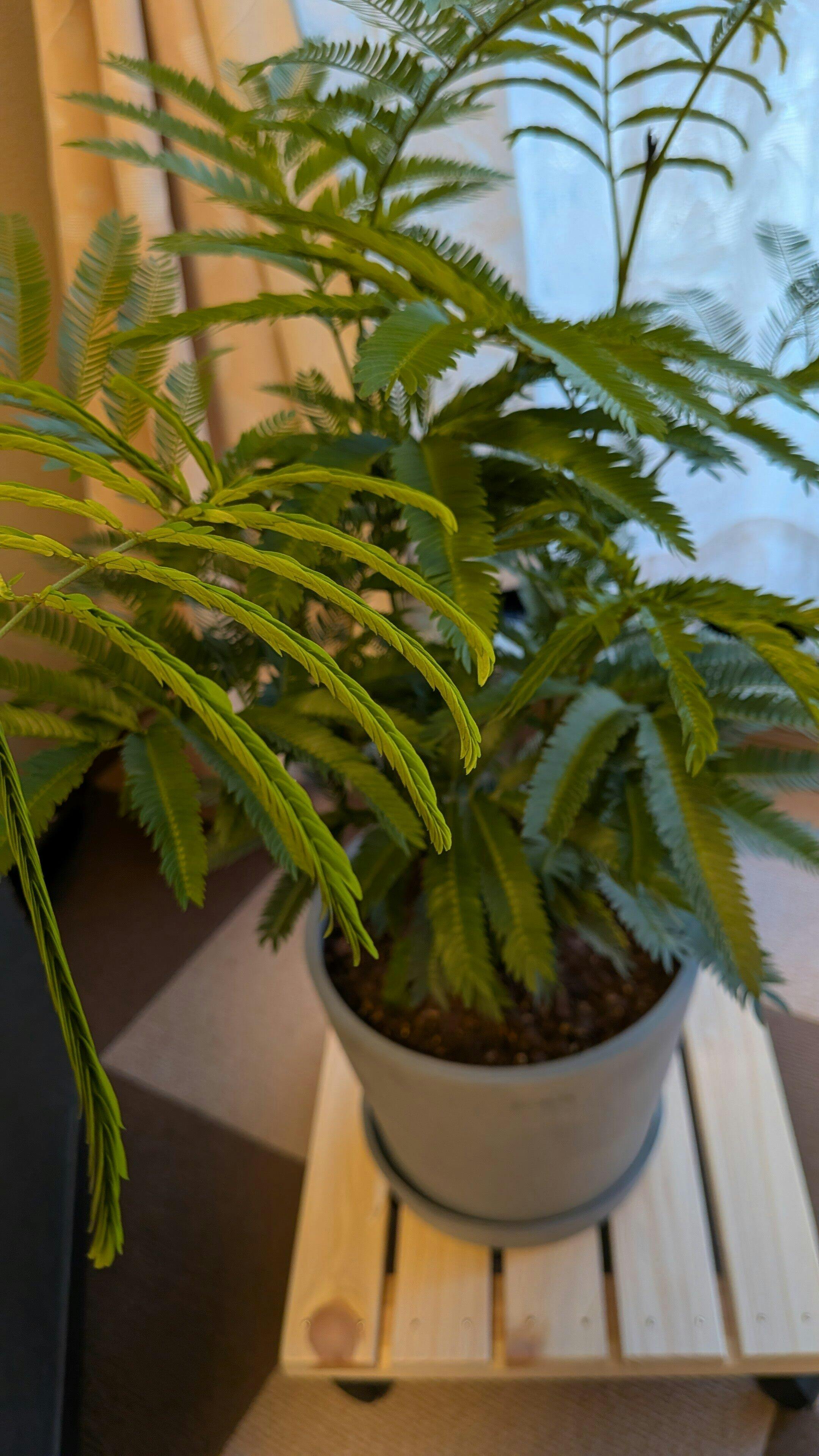 エバーフレッシュ S | 観葉植物の通販 AND PLANTS (アンドプランツ)