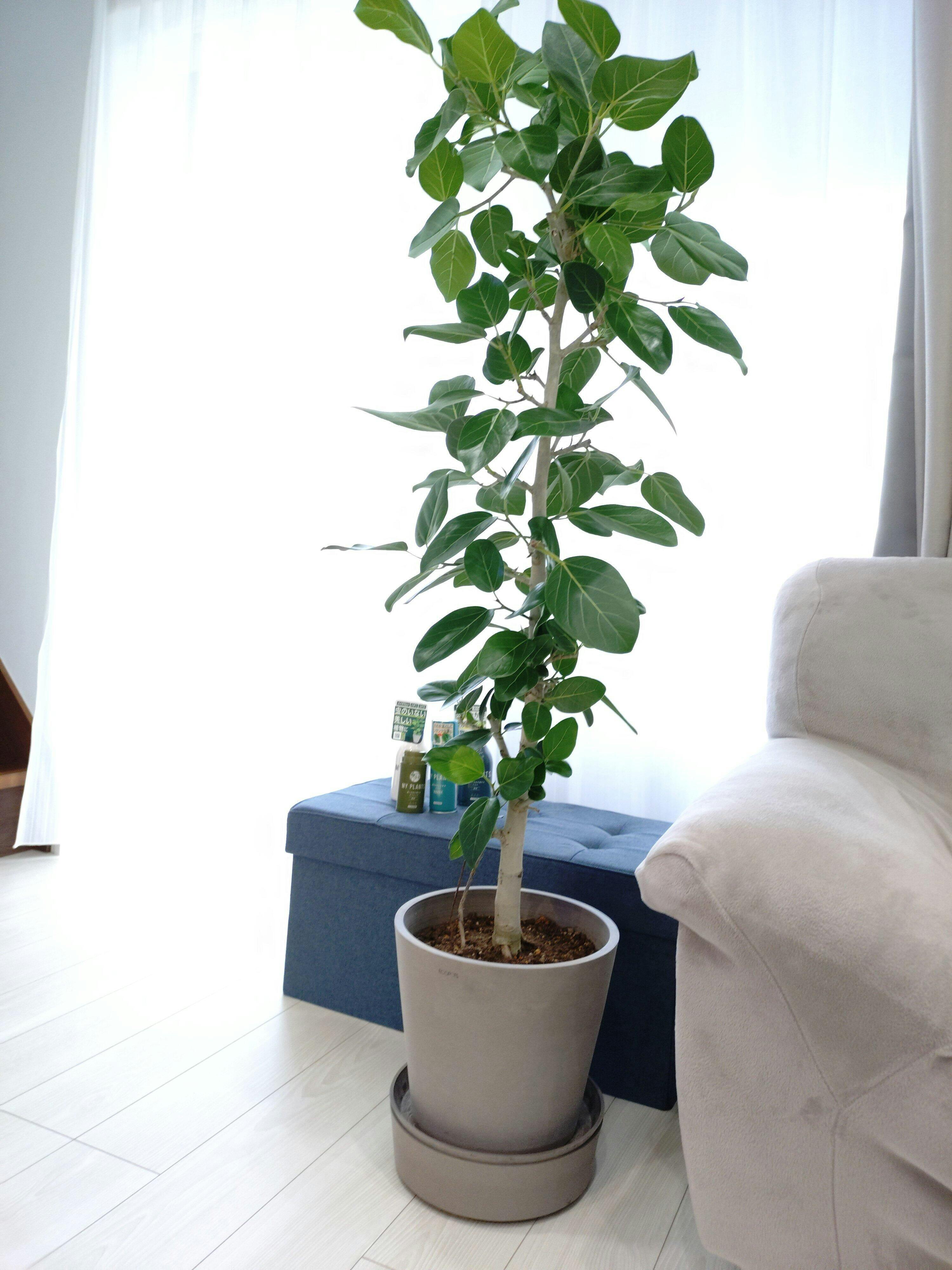 フィカス ベンガレンシス 142cm8号 S-shaped tree form フィカス・ベンガレンシス L | 観葉植物の通販 AND PLANTS (アンド