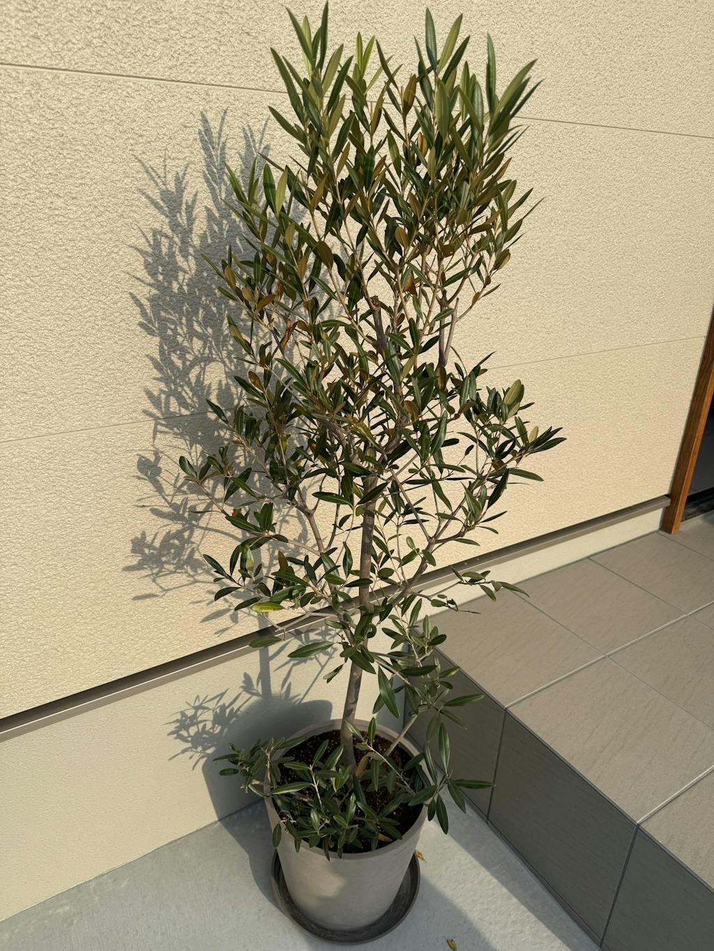 オリーブ・ひなかぜ L | AND PLANTS | Reviews on Judge.me