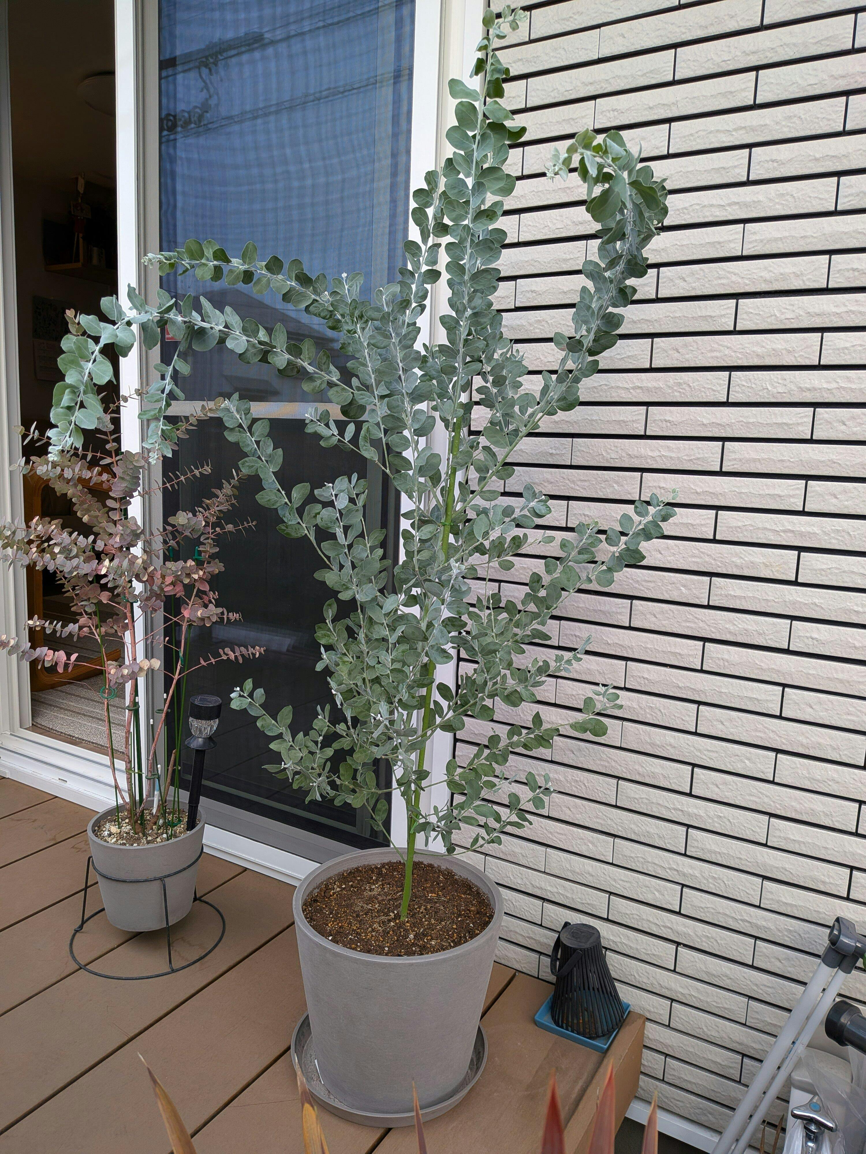 パールアカシア L | 観葉植物の通販 AND PLANTS (アンドプランツ)