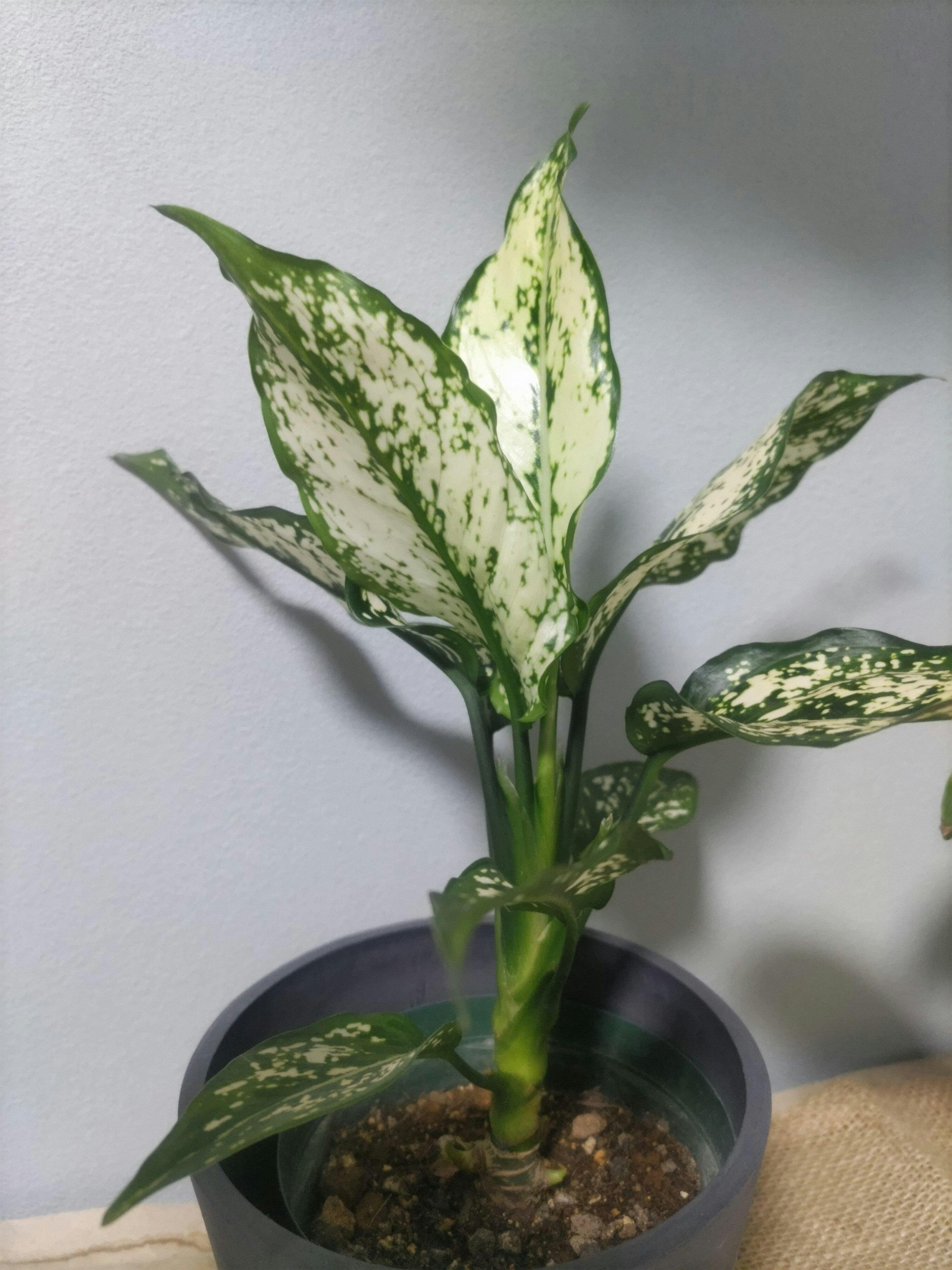 アグラオネマ 4号 | 観葉植物の通販 AND PLANTS (アンドプランツ)