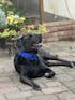 Angy's DogDesign