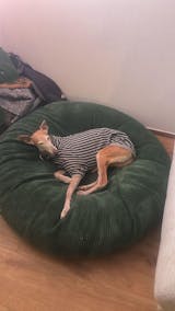 Hundebettbezug Flocke BESTSELLER "Cord-komplett"