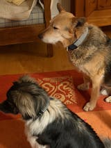 Hundehalsband "Stripes & more" mit Klick in verschiedenen Farben