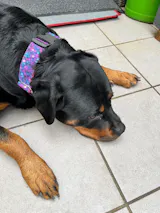 Hundehalsband "Outdoor-bunt" mit Klick in verschiedenen Farben