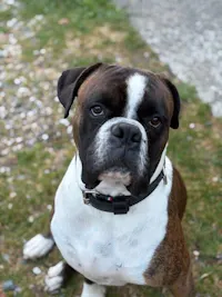 Livret de famille animalier