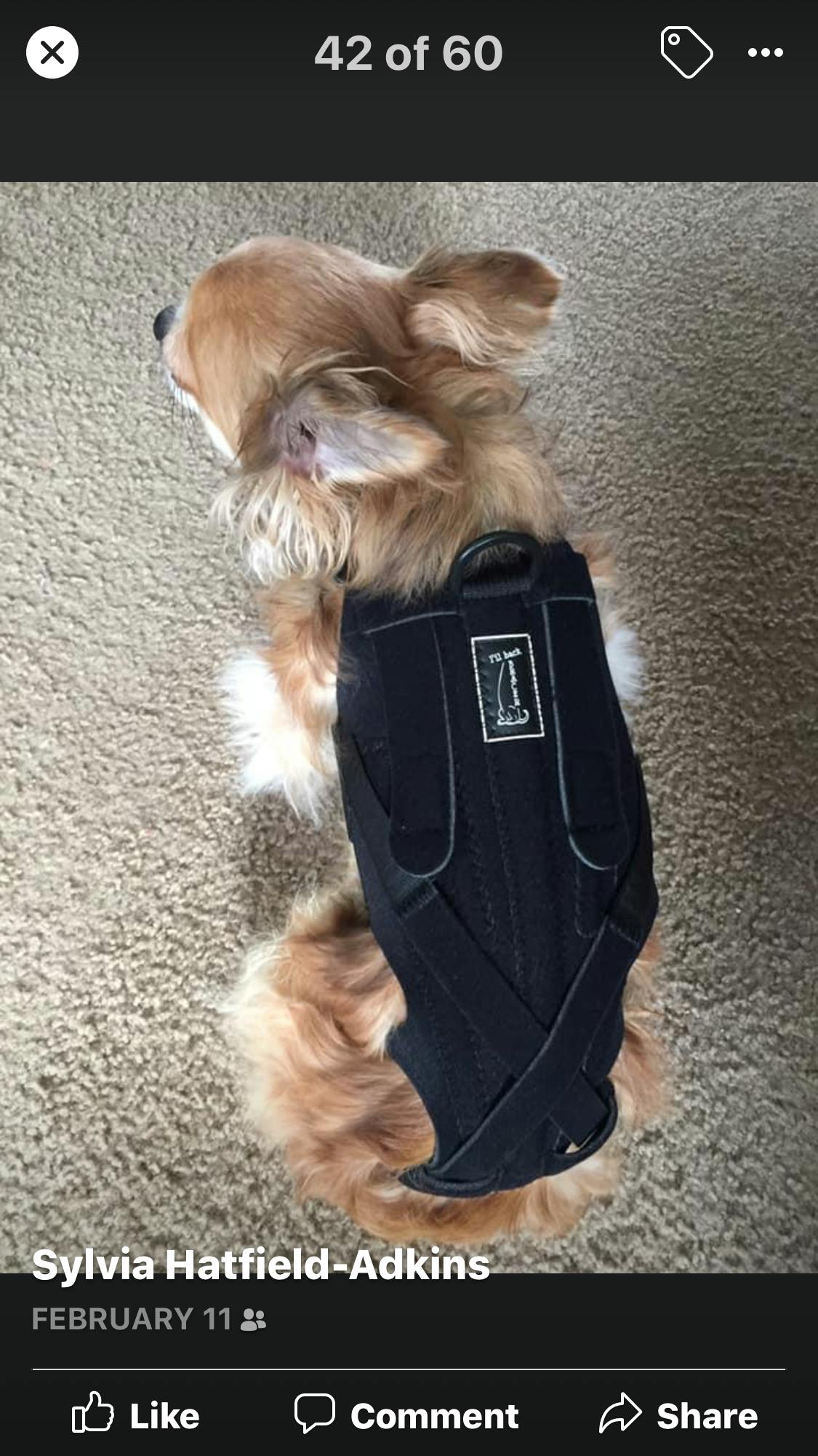 L’il Back Bracer | Dog Back Brace for Small Breeds | IVDD | Arthritis