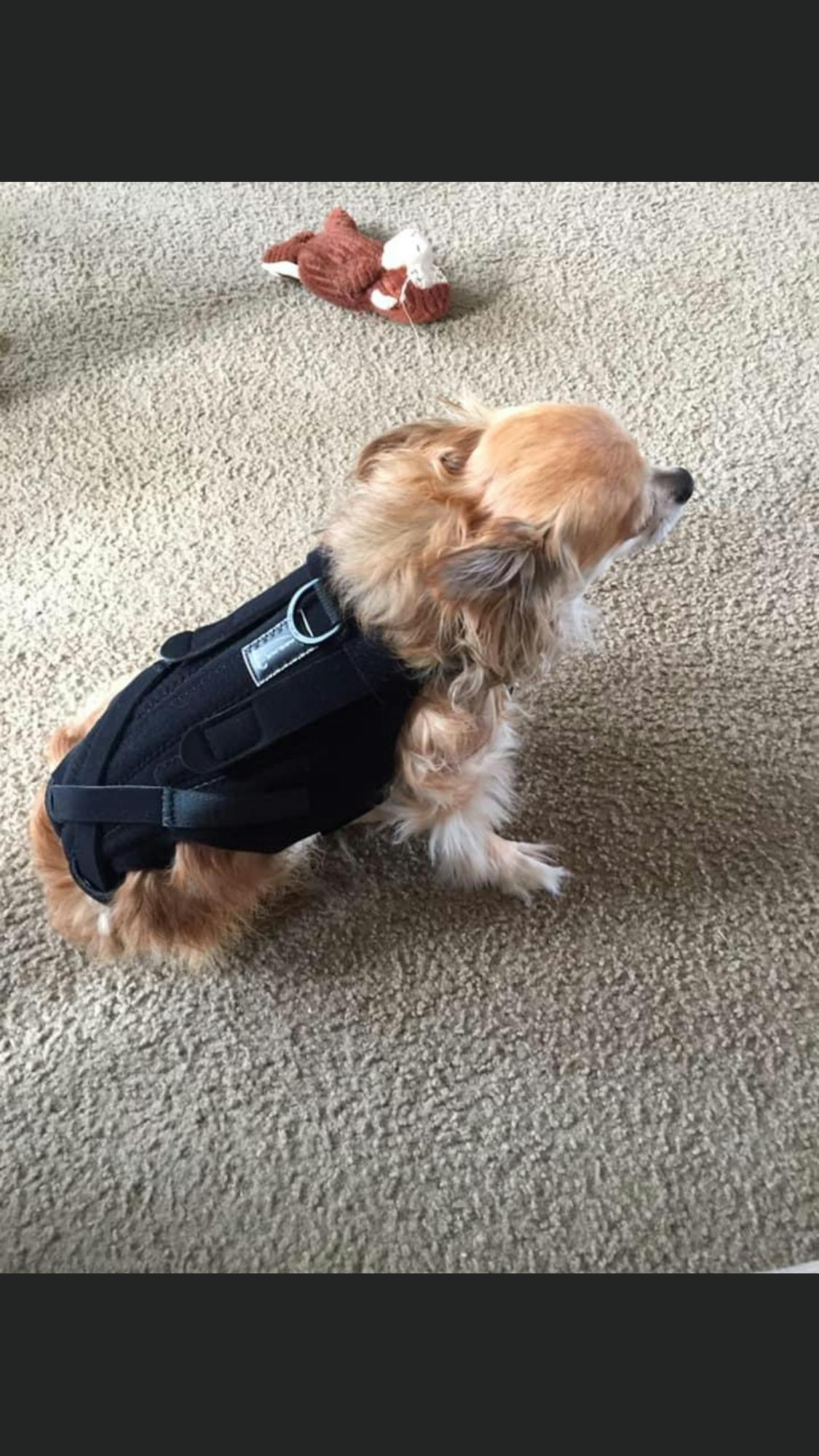 L’il Back Bracer | Dog Back Brace for Small Breeds | IVDD | Arthritis