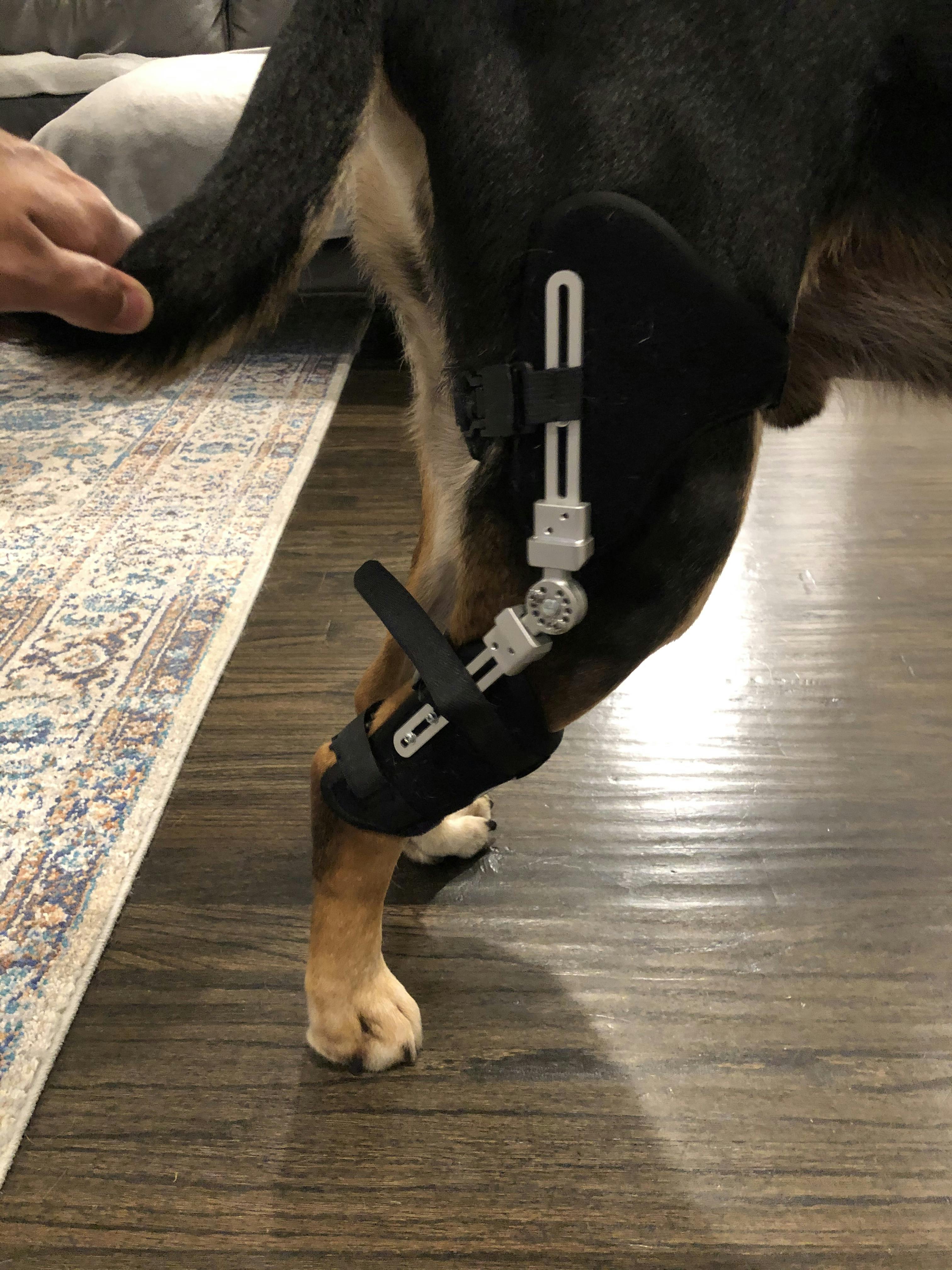 Pin on Knee Braces for Dogs