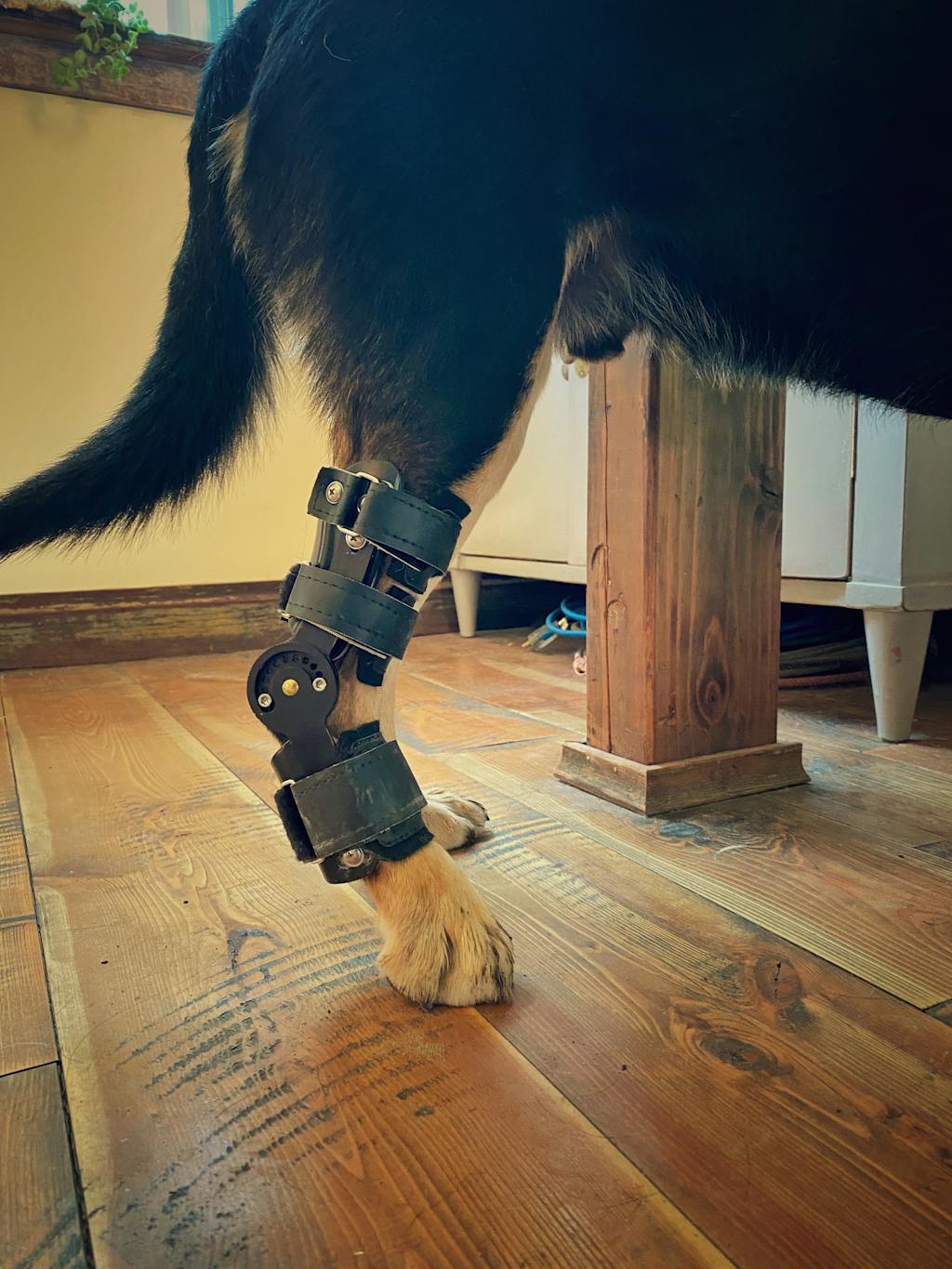 Custom Dog Hock (Ankle) Brace Orthopedic Dog Tarsal Brace Animal